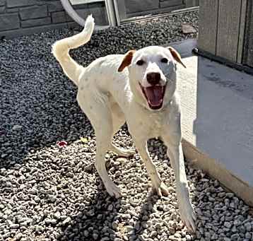 Photo of Skipper *ADOPTION SPECIAL*