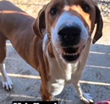 Photo of Hank