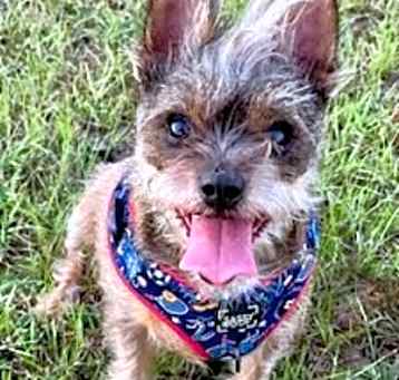 Photo of Miles  *A PRIORITY PET*