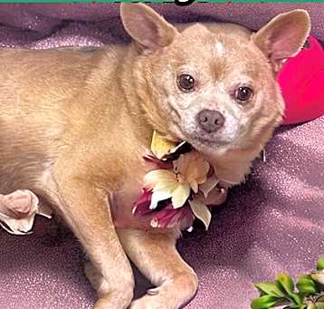 Photo of Michelangelo   *A PRIORITY PET