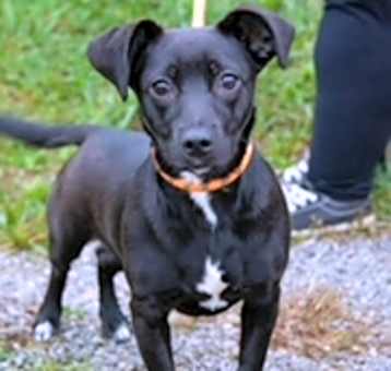 Photo of Midnight
