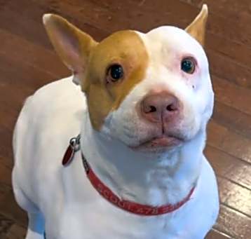 Photo of Scout