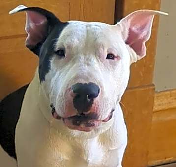 Photo of Diesel