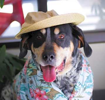 Photo of Bandito (Cody)