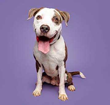 Photo of Curley