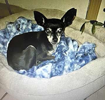 Photo of June Bug
