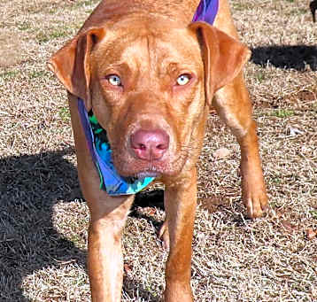 Photo of Watson