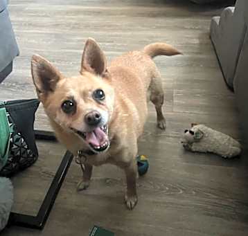 Photo of Tinker