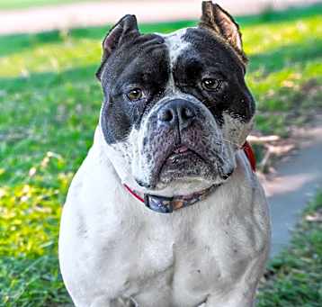 Photo of SADIE