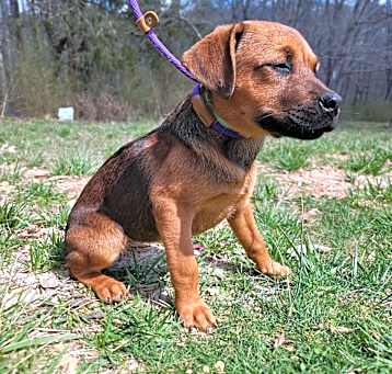 Photo of Puppy Crimson
