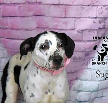 Photo of Sugar
