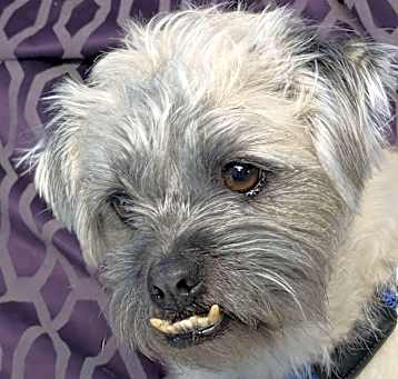 Photo of Brody