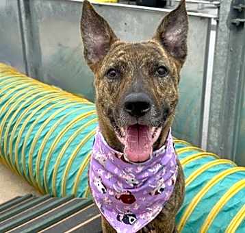 Photo of Zephyr