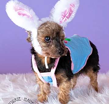 Photo of Rosie