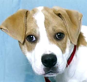 Photo of CHESTER