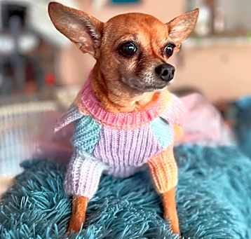 Photo of Tinkerbell