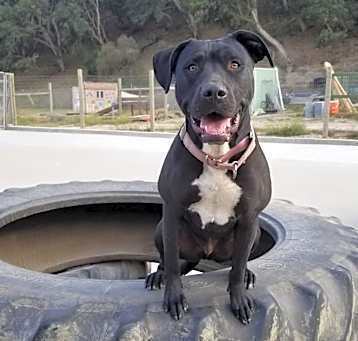 Photo of Obie (Obsidian)