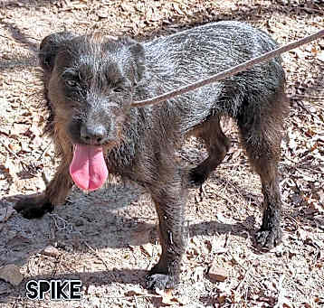 Photo of Spike