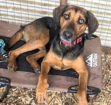 Photo of Robin: At shelter
