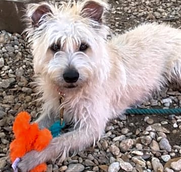 Photo of Scrappy