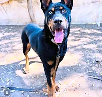 Photo of HONCHO