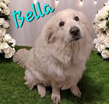 Photo of Bella