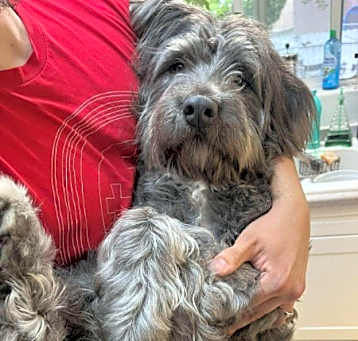 Photo of BUGSY Malone is cute as a BUG!