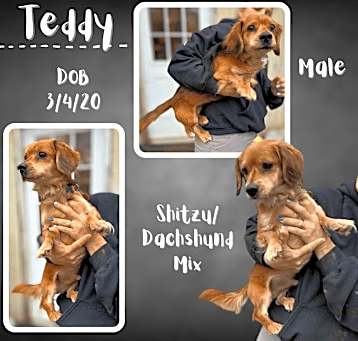 Photo of Teddy
