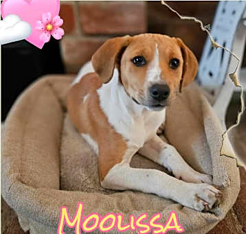 Photo of Moolissa