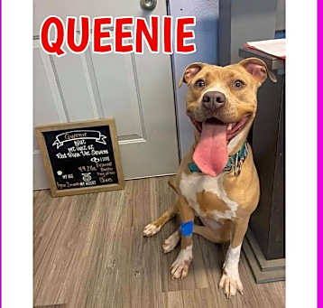Photo of Queenie-COURTESY LISTING