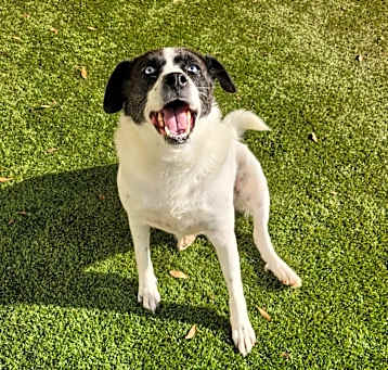 Photo of Gracie 0570