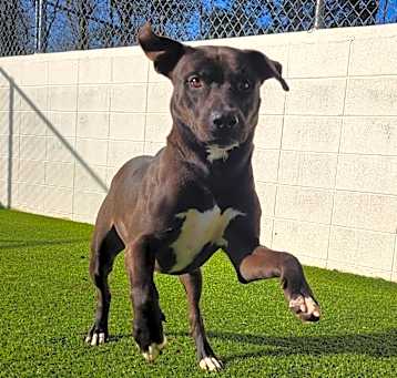 Photo of Rascal 2961