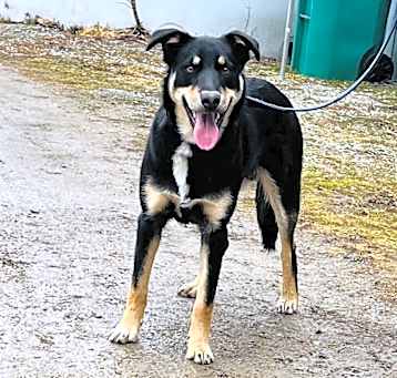 Photo of Corky