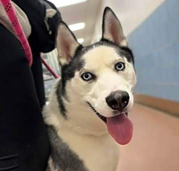 Photo of Apollo