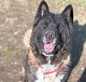 Photo of BUCKEYE