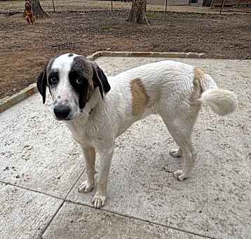 Photo of Rags