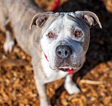 Photo of Joella - IN FOSTER