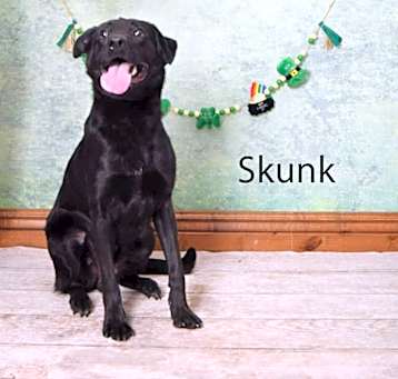Photo of Skunk