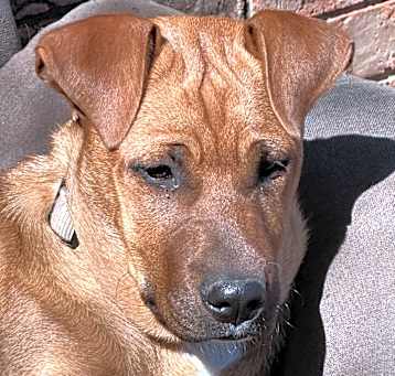 Photo of Ginger