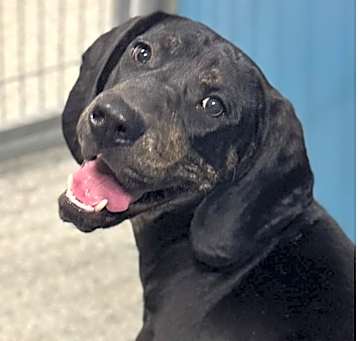 Photo of LULU ★ Available NOW - ADOPTION or RESCUE!