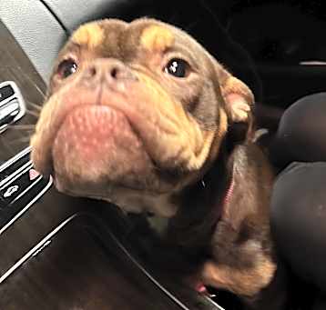 Photo of Shyla