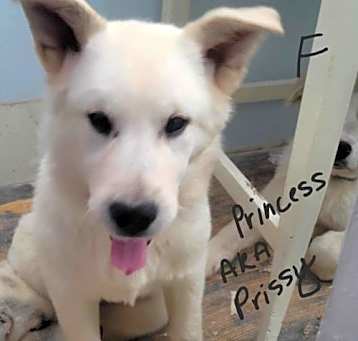 Photo of Princess