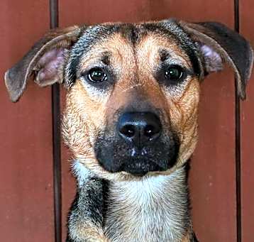 Photo of Buddy