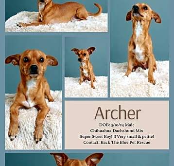 Photo of Archer