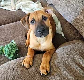 Photo of Mason