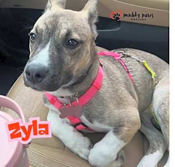 Photo of Zyla (Courtesy Post)