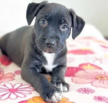 Photo of Marley