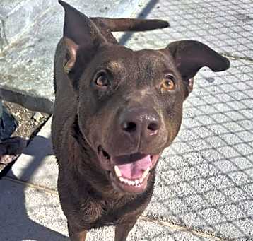 Photo of Shadow