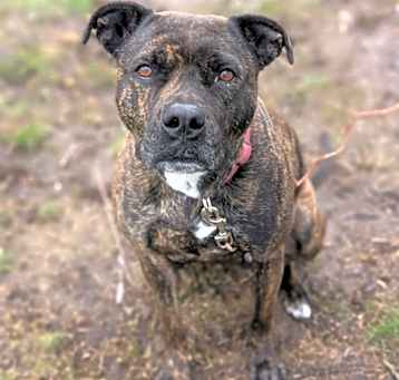 Photo of Honey