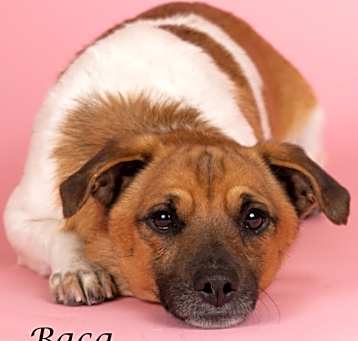 Photo of Baca